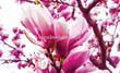Fototapeta 1341 Kwiat Magnolii