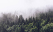 Tapeta Artystyczna Inscrutable forest