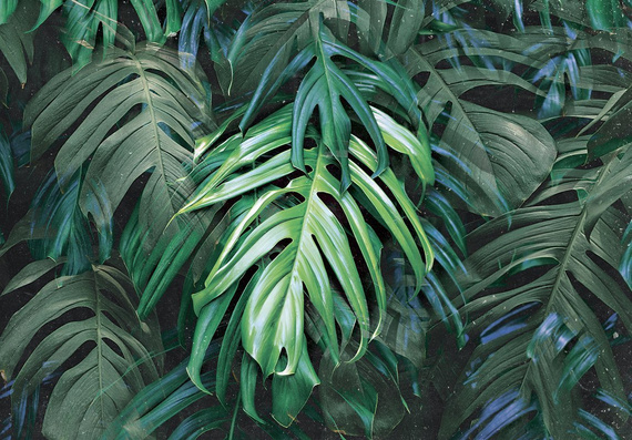 Fototapeta 13711 Monstera Leaves 	