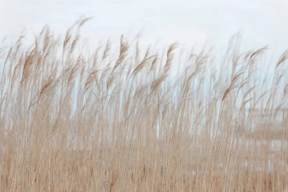 Fototapeta Kołysząca Się Trzcina