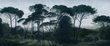 Tapeta Artystyczna Italian Pines