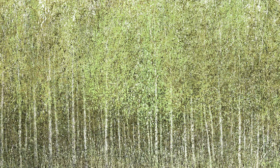 Malowniczy mural las brzozy Euporie Green
