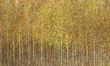 Malowniczy mural las brzozy Euporie 