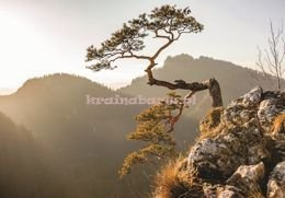 Fototapeta 10511 PIENINY I SOSNA