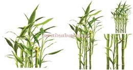 Naklejki na ścianę BAMBUSY SNC405TD