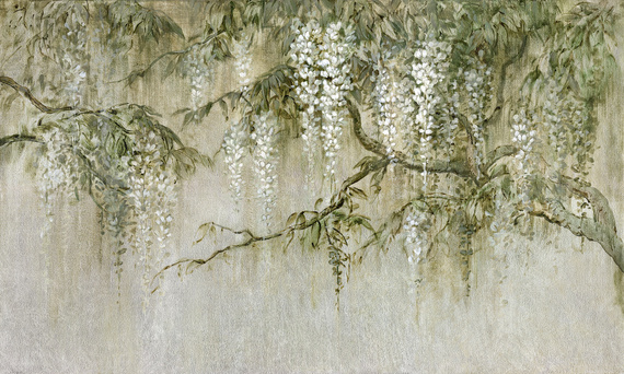 Fototapeta Biała Wisteria Novia