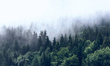 Tapeta Artystyczna Inscrutable forest