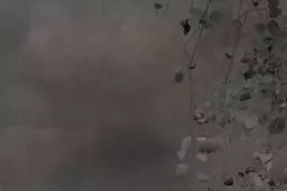 Fototapeta Glamora Edera