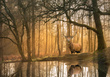 Fototapeta 14520 Jeleń