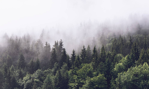 Tapeta Artystyczna Inscrutable forest