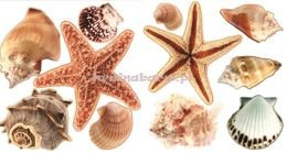 Naklejki na ścianę ROZGWIAZDY I MUSZLE SNC365WD