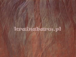 Panel ABD23 AMBIENTE TEXAM