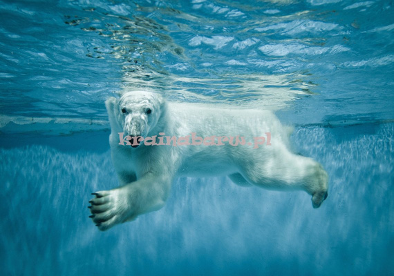 Fototapeta 12621 Niedźwieć Polarny