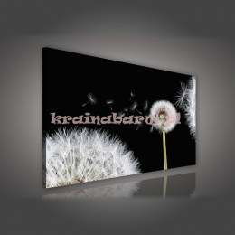 Obraz na płótnie PP185O4 Dmuchawiec