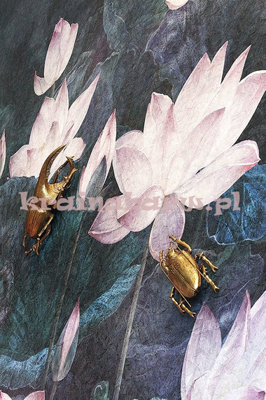 Fototapeta Lilie wodne Nymphea III