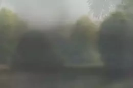 Fototapeta Glamora Wild