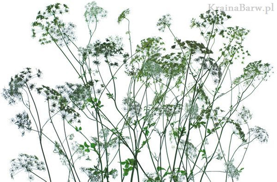 Plakat 668 Zioła Silhouettes
