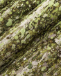 Malowniczy mural las brzozy Euporie Green