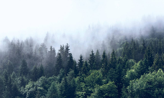 Tapeta Artystyczna Inscrutable forest
