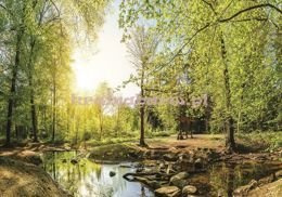 Fototapeta 10508 WIOSENNY LAS