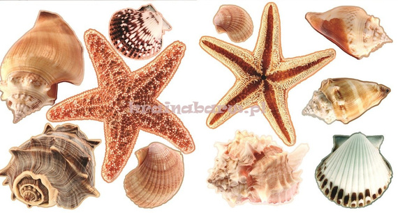 Naklejki na ścianę ROZGWIAZDY I MUSZLE SNC365WD