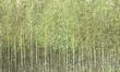 Malowniczy mural las brzozy Euporie Green
