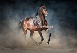 Fototapeta 13600 Brązowy Koń