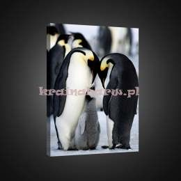 Obraz na płótnie PP1826 Pingwiny
