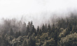 Tapeta Artystyczna Inscrutable forest