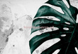 Fototapeta 13516 Monstera II