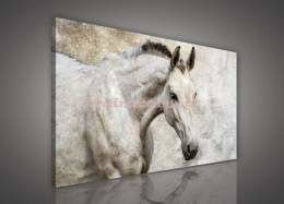 Obraz na płótnie PP497 Biały koń