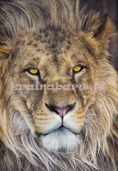 Fototapeta 1-619 Lion