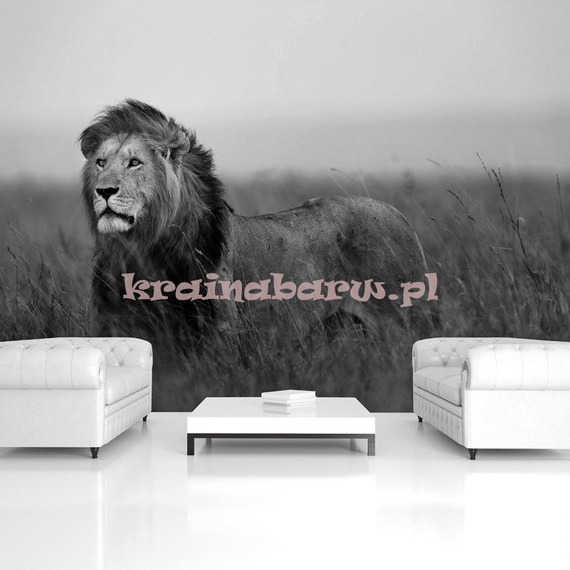 Fototapeta 11760 Lew