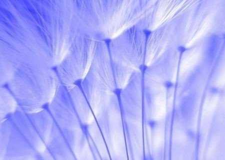 Fototapeta FM0013 blue dandelion seeds (Rasmussen Anette Linnea)