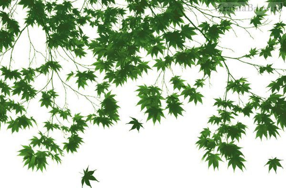 Plakat 00669 Autumn Leaves