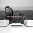 Fototapeta 11760 Lew